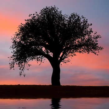 The Tree Death at the Tree - Bulletin Digest