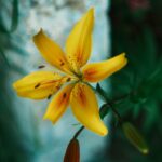vivid yellow lily in focus against green background